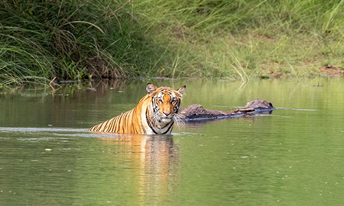 Bardiya National Park Tiger Trip