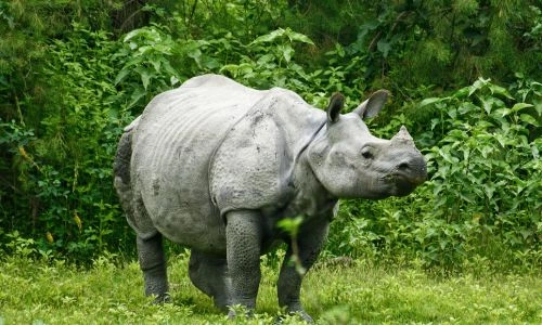 Luxury Nepal : Kathmandu, Chitwan & Dhulikhel Retreat